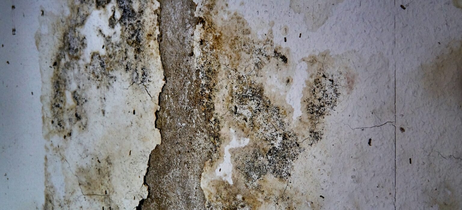 Common Types of House Mold in Miami